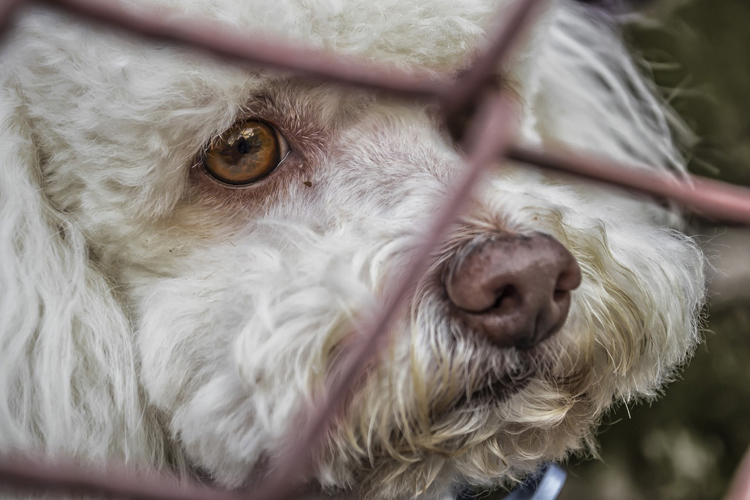 animali abbandonati